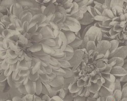 Виниловые обои Muraspec Astoria Chrysanthemum 05A61